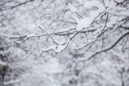 Winter forest. Winter background, tree branches in the snow.の写真素材