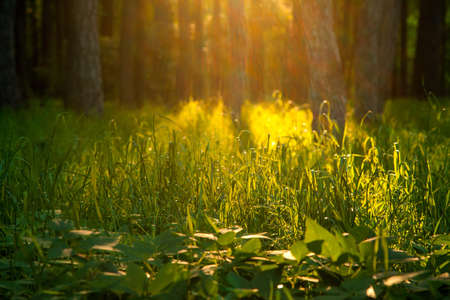 sunset in a dense beautiful green forest in summer. Sunlight gilds the green grass in the forest. Summer forest background.の写真素材
