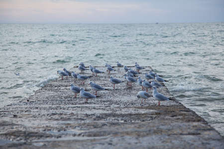 Flock of seagulls on a breakwater near the restless sunset sea. Wild life of seagulls.の写真素材
