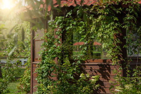 Wooden house covered with green wild grapes. Part of the house, close-up windows, sunny summer day.の写真素材