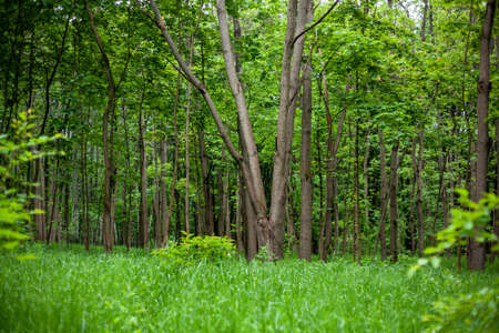 Green spring forest with tall trees, with large crowns and grass. Forest in perspective.の写真素材