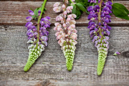 A colorful bouquet of three different colored lupins on an old wooden table. Close up flowers.の写真素材