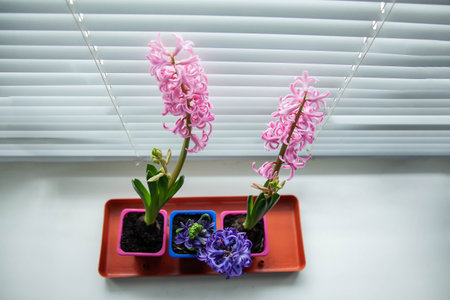 Three blooming different hyacinths in colorful little pots on the window, a top view and a copy of the space.の写真素材