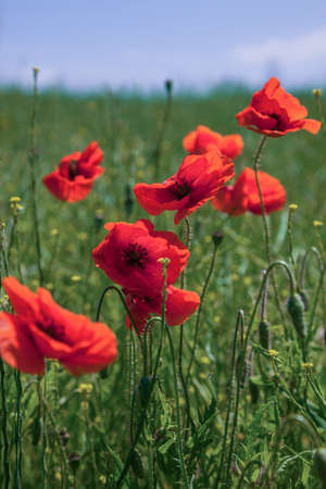 Beautiful red poppies in a green grass and blue sky. Poppies fieldの写真素材