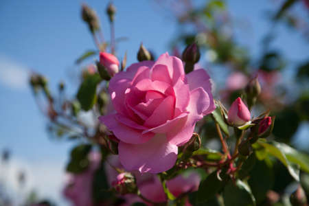 Tree a pink roses. Garden of pink flowers.Pink roses background.の写真素材