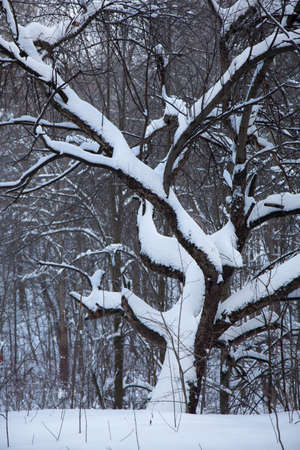Winter snow-covered tree in a forest.Snowy meadow.