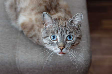 beautiful cat with blue eyes looking upの写真素材
