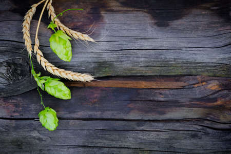 Three spikelets of rye with hops on an aged dark wooden background