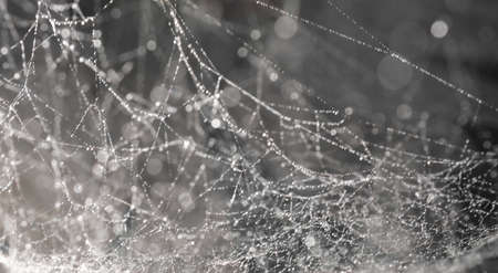 Background with bokeh, spider web with drops, abstraction