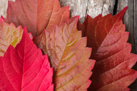 Burgundy autumn leaves of grapes macro on a wooden backgroundの写真素材