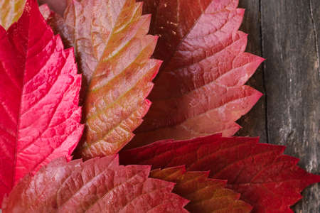 Burgundy autumn leaves of grapes close up on a wooden background