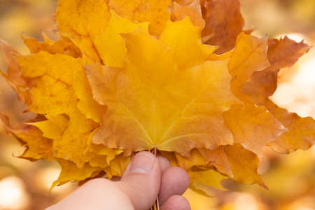 Autumn yellow maple leaves close up in hand