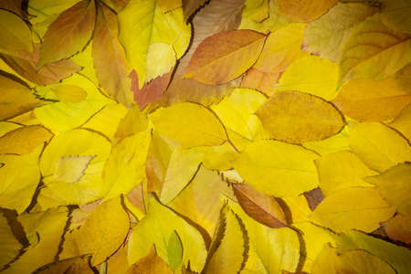 Autumn background from different yellow leaves, top view