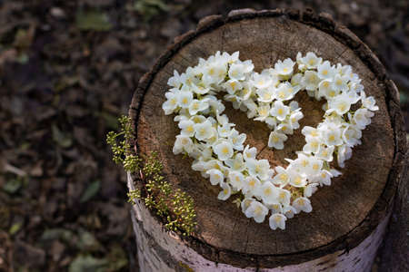 Shape the heart of white jasmine flowers on the sawe of a treeの写真素材