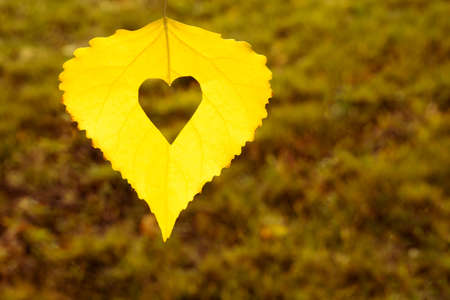 Heart shaped yellow leaf on a green background . St.Valentines day, greeting cardの写真素材