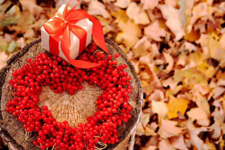 Heart of red berries on a tree trunk with autumn foliage in defocus. Gift in a box for St. Valentines dayの写真素材