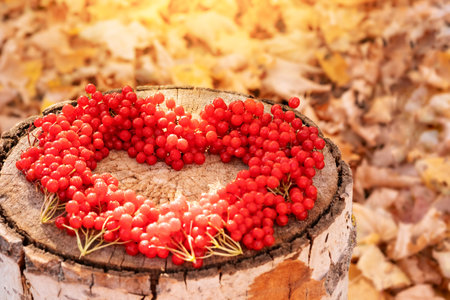 Heart of red berries on a wooden background with autumn foliage in defocusの写真素材