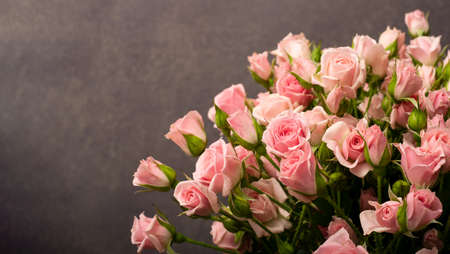 Pink roses on a lilac background. International Womens Dayの写真素材