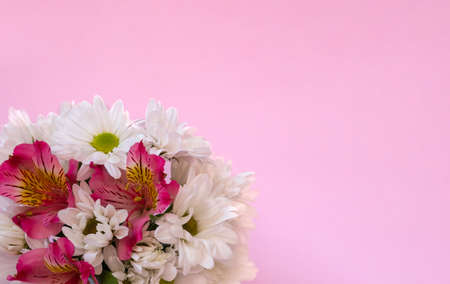 White chrysanthemum with pink alstroemeria in a bouquet close-up on a pink backgroundの写真素材