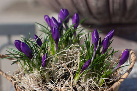 Lilac crocuses in a wicker basket against the background of a concrete flowerpot in the park. Greeting card.の写真素材