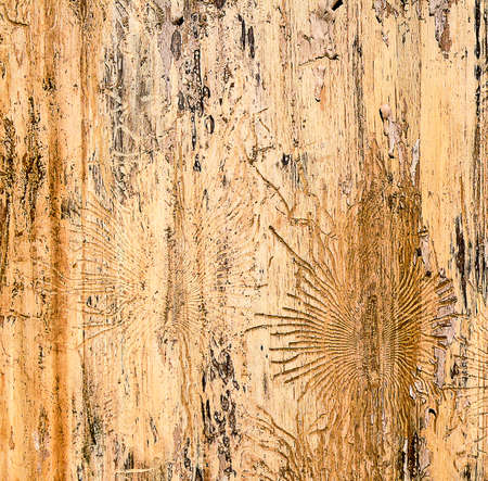 Traces of bug bark beetle into tree close-up