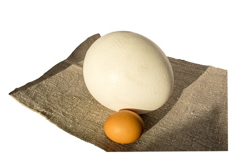 Ostrich egg and hen's egg on linen napkinの写真素材