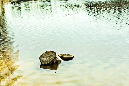 Stump in the lake water in springの写真素材