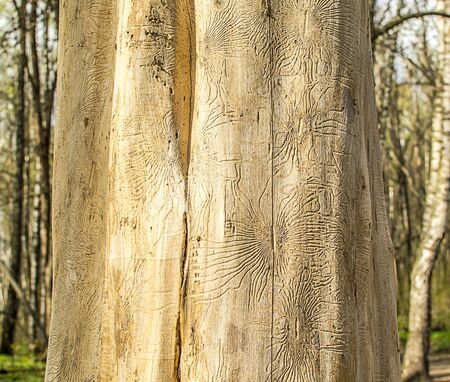 Dry wood with traces of bark beetles