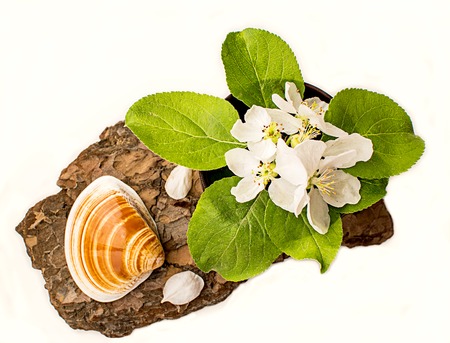 Shell and apple flowers trees on eucalyptus bark. Flat layの写真素材