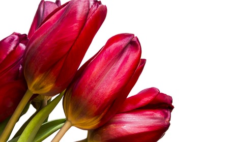 Tulips isolated on white backgroundの写真素材