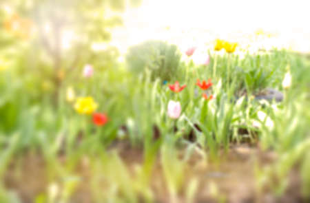 Spring background with flowers. Blurred backgroundの写真素材