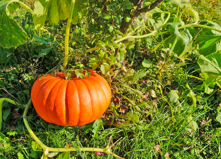 Bright orange pumpkin grows in the garden. Autumn harvestの写真素材