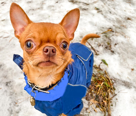 Cute redhead dog Chihuahuaの写真素材