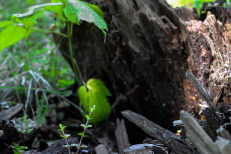 Close up to a fallen treeの写真素材