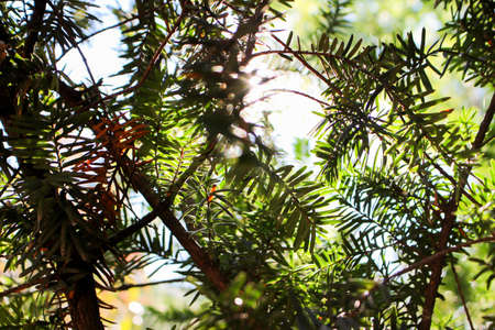 Sun in the fir treeの写真素材