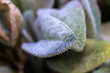White hairy leafs focused