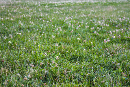 A beautiful meadow full of grassの写真素材