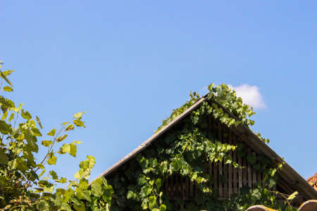 A rural wooden house and graperyの写真素材