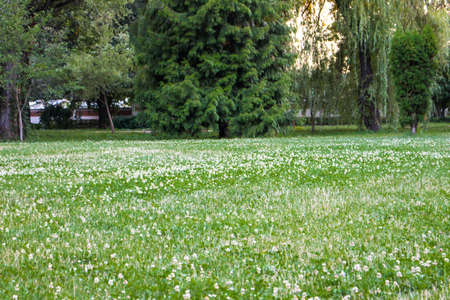 A green meadow of grass and dandelion in the parkの写真素材