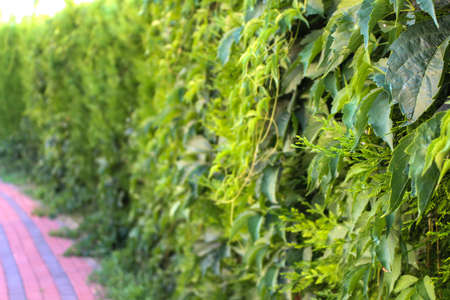 Green leafs fence zoomed close