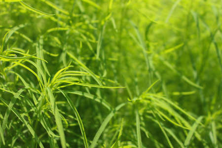 A beautiful close up to some green plantsの写真素材