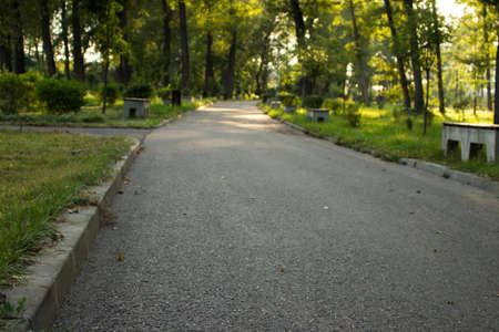 Walking in the park on the alley の写真素材
