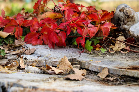 Red leafs on a cutted trunk closeupの写真素材