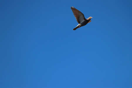 Pigeon o the blue sky in flyの写真素材
