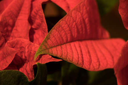 Red leaf beautiful macro scene