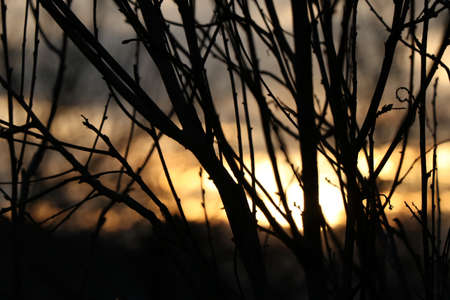Bright sun set through branches focusedの写真素材
