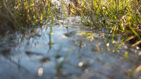 Close up grass and water sceneの写真素材