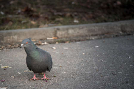 A pigeon on the street single