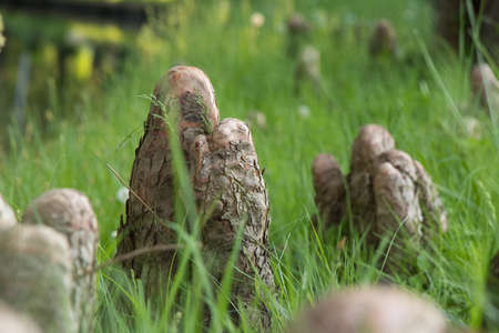 Old tree stump in grass focused