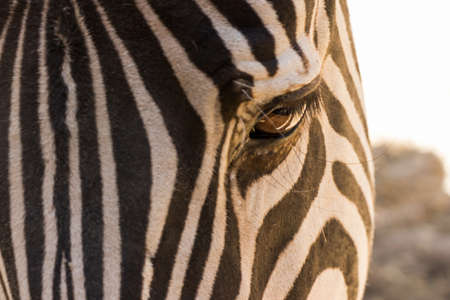 Zebra eye in the close upの写真素材